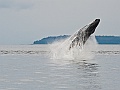 Alaska Wildlife-11
